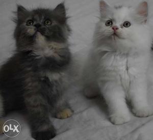 Persian Kitten two months old litter trained.
