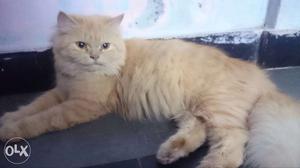 Persian active female 2 years old, golden colour