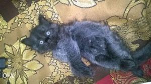 Persian black cat 2 months Very beautiful and