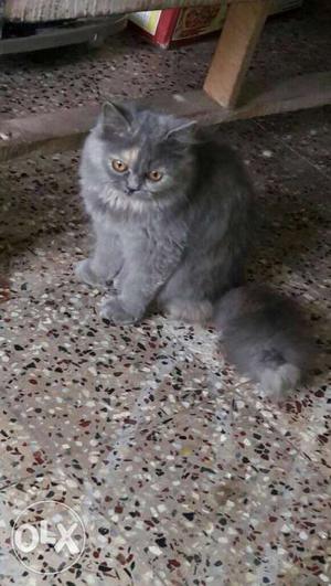 Persian cat 5 months female