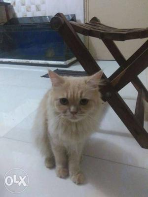 Persian cat female 11 month old in heat,Ready to