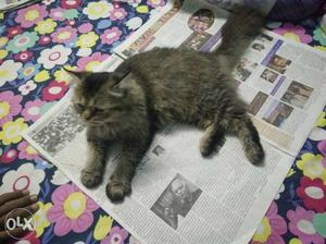 Persian cat female (pregnant)healthy, active and