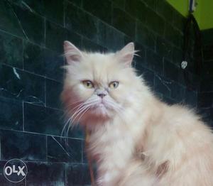 Persian cat gold colour 2 year old price
