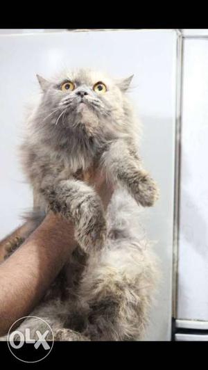Persian cat grey female 1 litter done