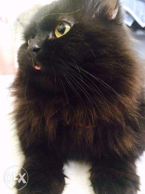 Persian cat looking for new home
