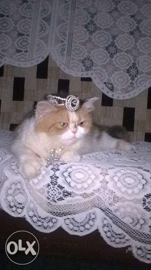 Persian cat vaccinated and trained for all needs