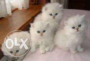 Persian kitten All colour available reasonable price sale