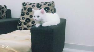 Persian kittens pure breed intersted people can