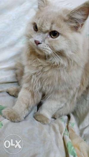 Persian male cat.. 9 month old! Very friendly its litter