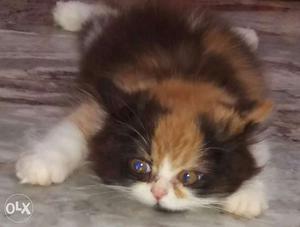 Persian tricolour female kitten 4months