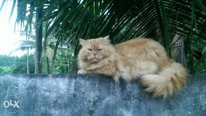 Persion cat male 1.5 old