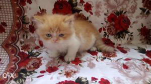 Platfull cute healthy Persian cays kitten cat for