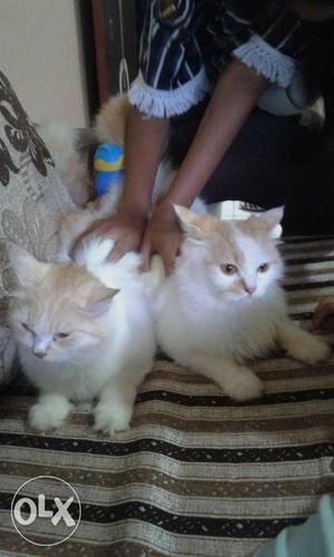 Pure Persian cats 2