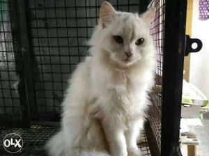Pure Persian very healthy very shy male 1.6yrs old