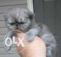 Pure percian kitten available