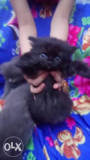 Pure percian kittens for sale