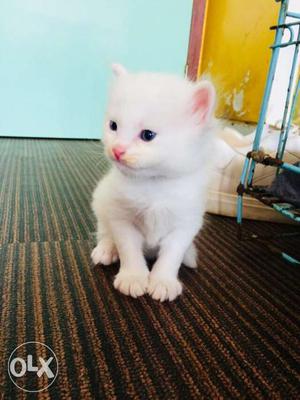 Pure persian cats doll face 45 days old intrested