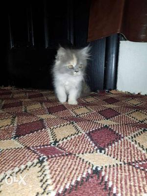 Pure persian kittens for sale all colours