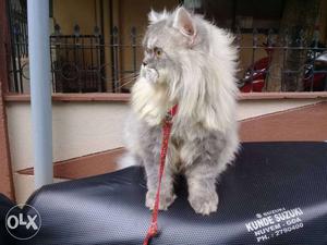 Pure punched face Persian male 10 months old
