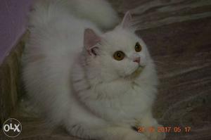 Pure white best quality persian bloodline male
