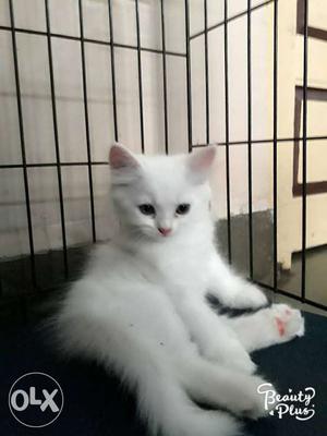 Pure white male kitten. fix rate. (2 month)