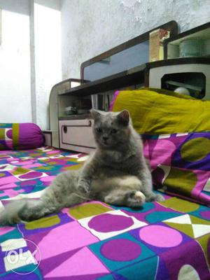 Pursian cat grey color
