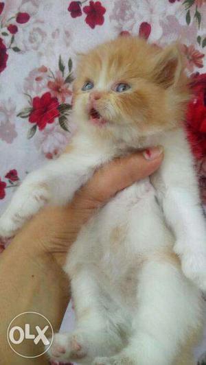 Royal look healthy and cute baby Persian kitten
