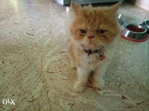 Sales in 3 month persian cat.r u interested call