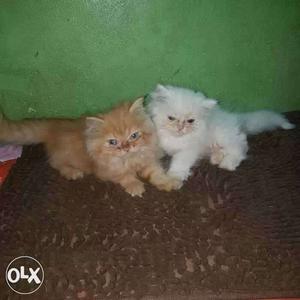 Semi French male cats. 1 cats cost is 15k any