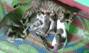Seven Silver Tabby Cats
