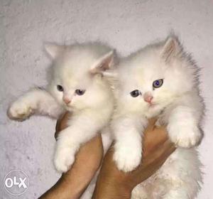 Show quality healthy Persian kitten sale lovely