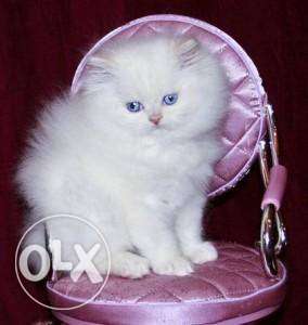 Show quilty beautiful healthy breed Persian