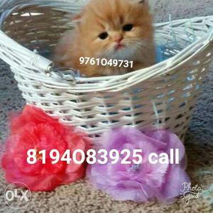 Show quilty kitten sell cash on delivery free