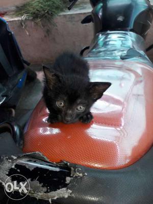 Small Short-coated Black Kitten