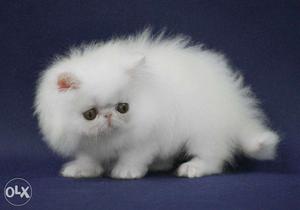 So beautiful persian kitten for sale in amritsar