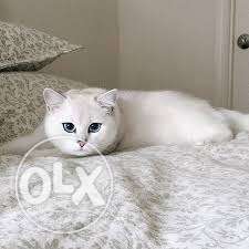 So cute Persian kitten for sale in Srinagar