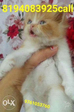 So friendly pure breed Persian only Persian sell