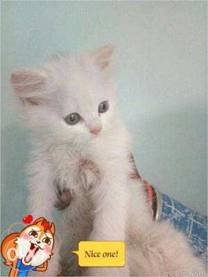 So nice persian kitten for sale in Lucknow