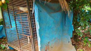 Storng dog cage used for big dogs and small not