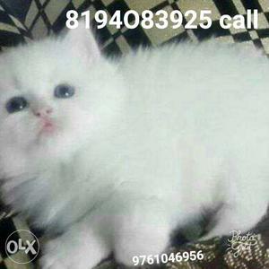 Sweet cute healthy long fur quilty pure