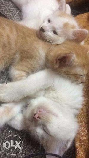 Three Healthy Kittens up for adoption
