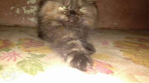 Tortie coloured himalayan short tail persian female kitten