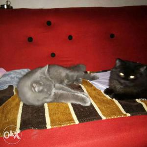 Two Black And Gray Fur Cats