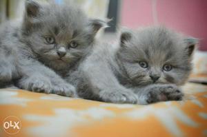 Two Gray Kittens