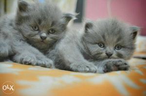 Two Gray Short Fur Kittens