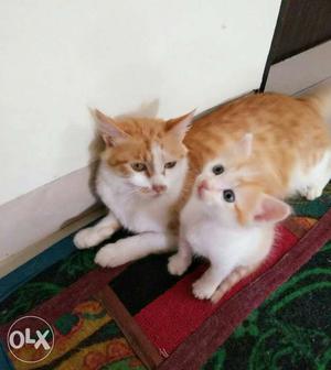 Two Orange Tabby Kitten And Cat