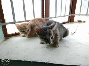 Two Short-coated Orange And Gray Kittens