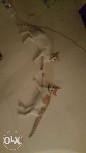 Two White Orange Tabby Cats