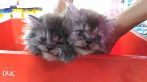 Two gray kittens