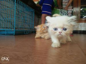 Two super breeds. Persion cat kitties Pls contact